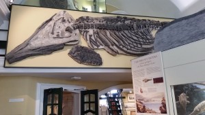A Icthyosaur skeleton. 