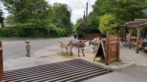 The donkeys in the town