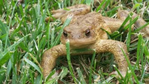 This is the toad that went in the swimming pool