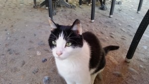 A cat from lunch.