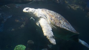 Myrtle the Turtle