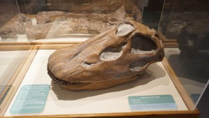 a skull of a aposorus