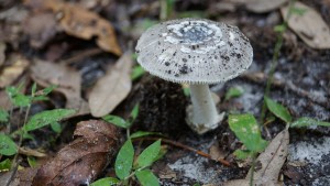 A mushroom.