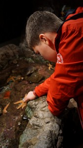 Touching a seastar