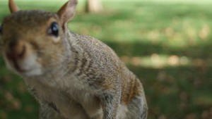 A squeial