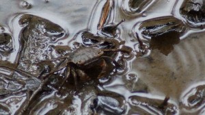One of the crabes.