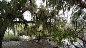 Spanish moss growing off trees.