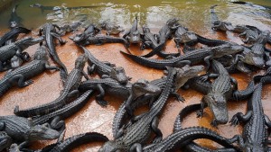 Lots of alligators...