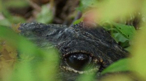 Alligator on the side of the path, up close