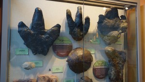 Feet dinosaur feet