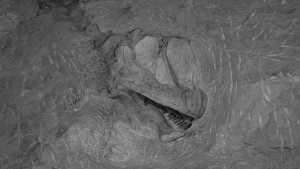 the skull of a camarasaurus