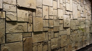 the wall fossiles.