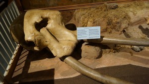 a mamuth skull.