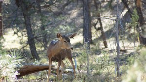 the deer