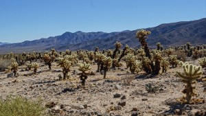 Cholla cactus