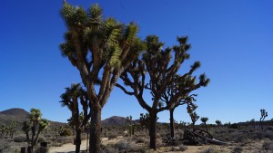 Joshua Trees