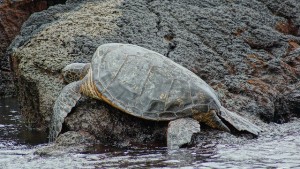 A turtle