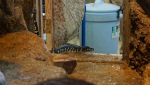 a python trying to escape out and open door.